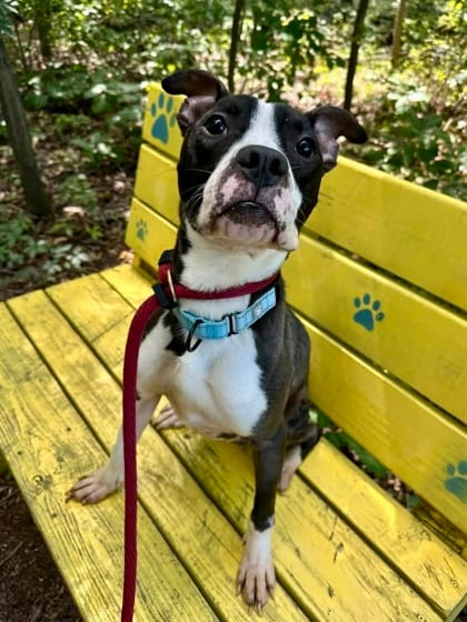 Photo of Jeeves ( Salvo), adoptable dog in Baltimore, Maryland