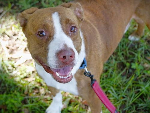 Photo of Weasel, adoptable American Pit Bull Terrier in Tallahassee, Florida