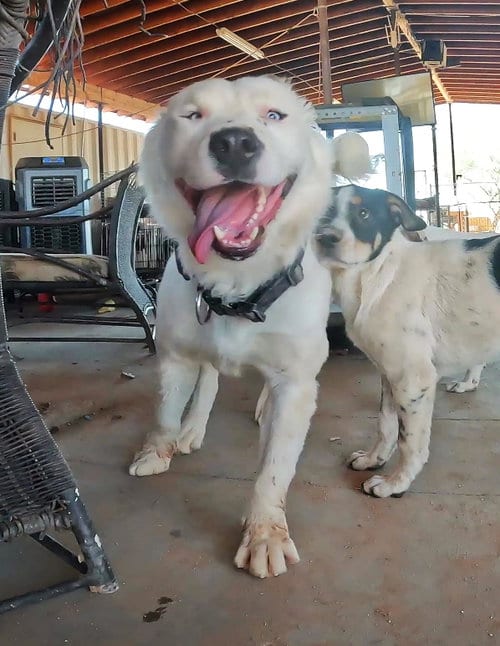 Photo of Kung Pao, adoptable Husky in San Tan Valley, Arizona
