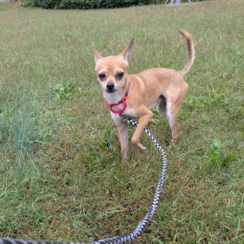 Photo of Dobby DI 3, adoptable Chihuahua in Union, Missouri
