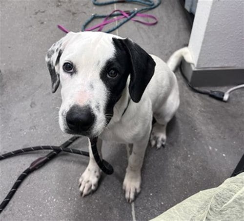Photo of Cookie, adoptable American Pit Bull Terrier in Mesa, Arizona