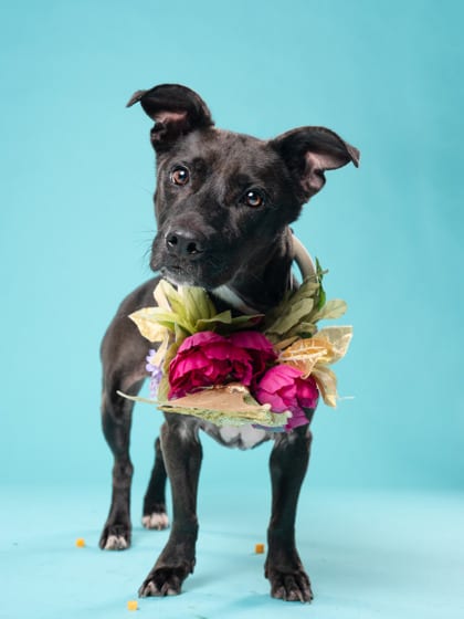 Photo of Marley, adoptable dog in Atlanta, Georgia