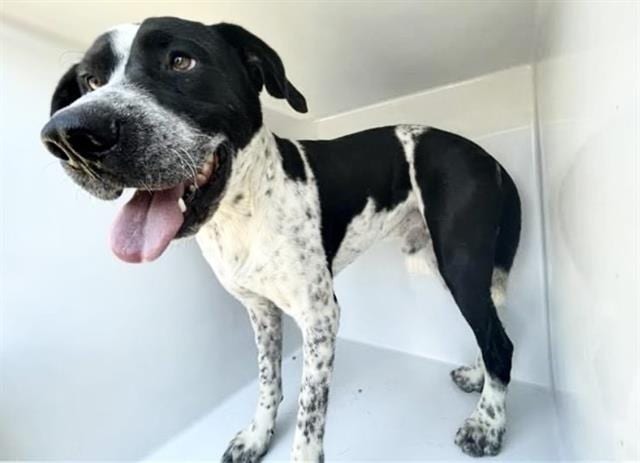 Photo of Grover, adoptable Pit Bull Terrier in Houston, Texas