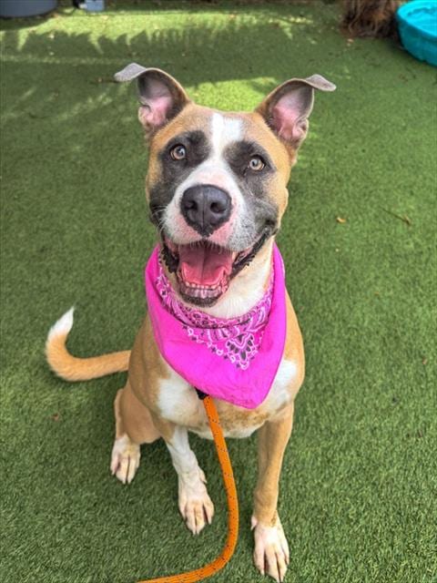 Photo of Bella, adoptable American Pit Bull Terrier in Miami, Florida