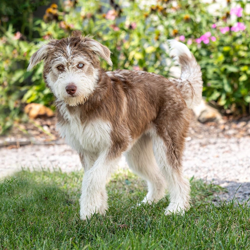 Photo of Hoot, adoptable Husky / Poodle in Council Bluffs, Iowa