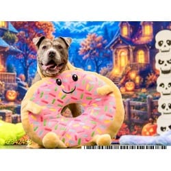 Photo of Dewey, adoptable Mixed Breed (Medium) in West Palm Beach, Florida