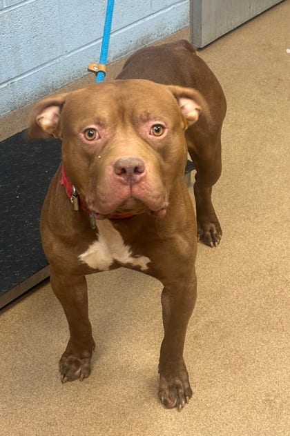 Photo of Bento Box, adoptable dog in Chamblee, Georgia