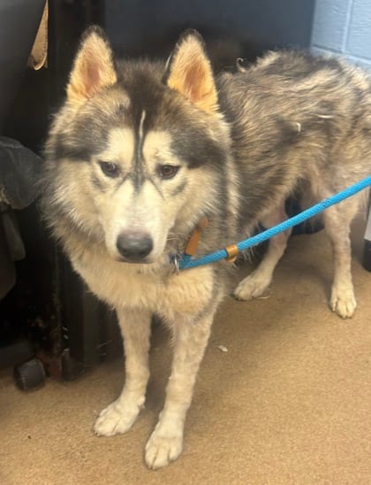 Photo of Sushi Roll, adoptable dog in Chamblee, Georgia
