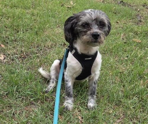 Photo of Parker, adoptable Terrier in Spring, Texas