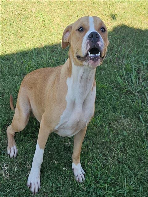 Photo of Cooper, adoptable American Bulldog in Grovetown, Georgia