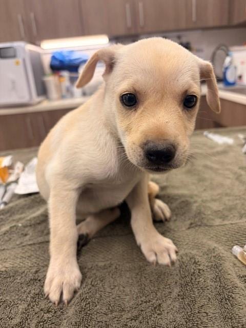 Photo of Gin, adoptable Chihuahua in Baytown, Texas