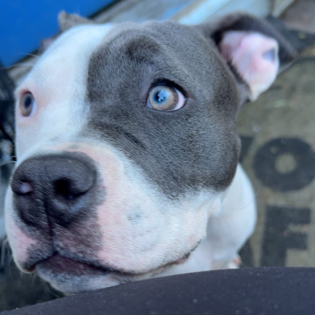 Photo of Diamond - Home to Home, adoptable Terrier, American Pit Bull in South Elgin, Illinois