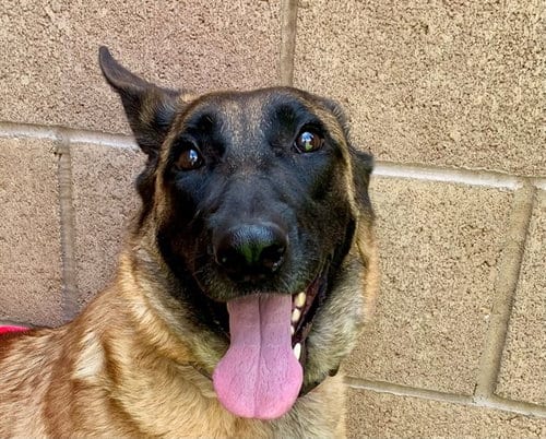 Photo of Monkey, adoptable Belgian Shepherd Malinois in Moreno Valley, California