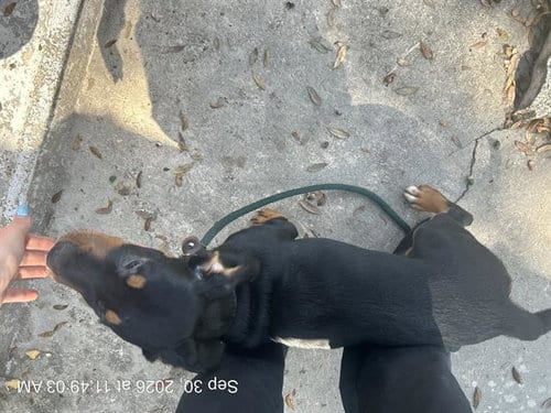 Photo of A391304, adoptable Rottweiler in Ocala, Florida