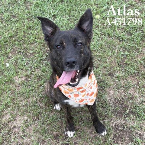Photo of Atlas, adoptable Dutch Shepherd in Conroe, Texas