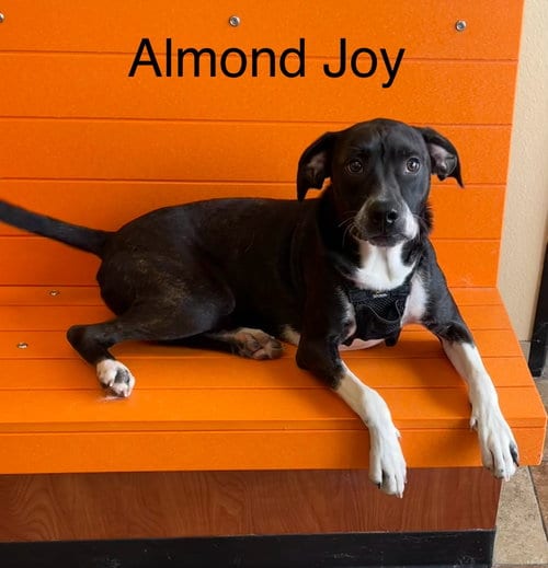 Photo of Almond Joy, adoptable Boston Terrier in Topeka, Kansas