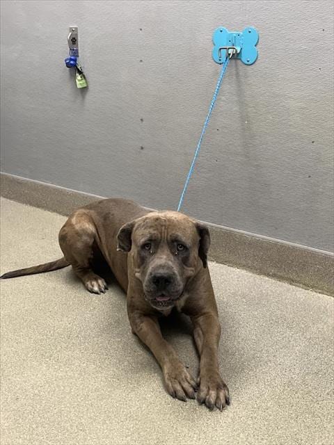 Photo of Megalodon, adoptable Cane Corso Mastiff in Las Vegas, Nevada