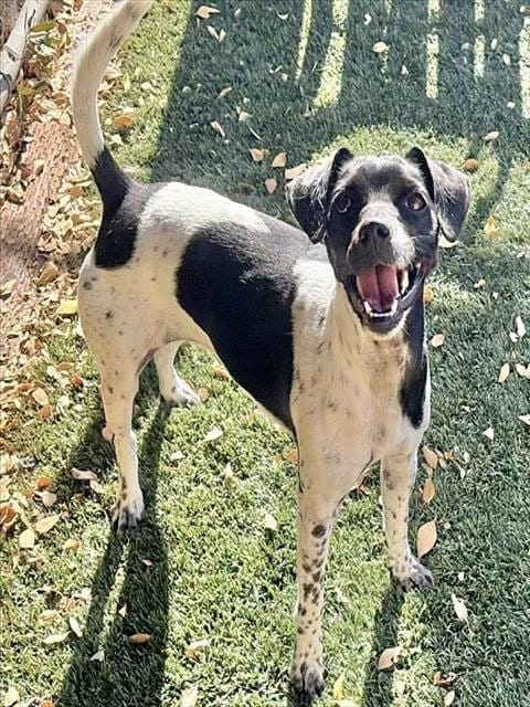 Photo of Sky, adoptable Rat Terrier in Salinas, California