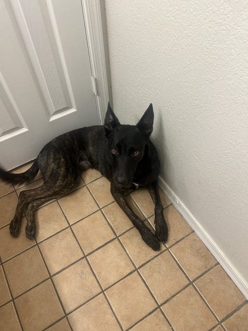 Photo of Atka, adoptable Dutch Shepherd in Chandler, Arizona