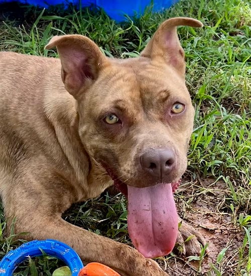 Photo of Ripple, adoptable Pit Bull Terrier in Carrollton, Georgia
