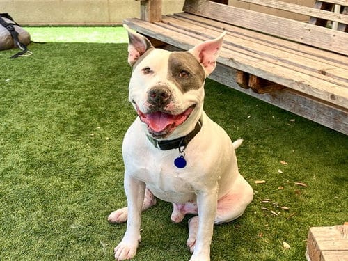 Photo of Cass, adoptable Pit Bull Terrier in Orange, California