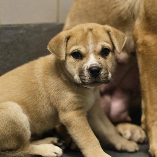 Photo of A826215, adoptable Terrier in San Antonio, Texas
