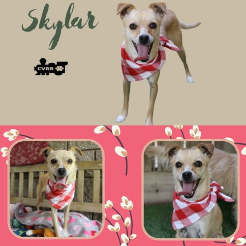 Photo of Skylar, adoptable Terrier in Lindsay, California