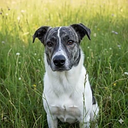 Photo of Marsha, adoptable Great Pyrenees Mixed Breed (Medium) in Pittsfield, Illinois