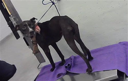 Photo of Gatsby, adoptable Staffordshire Bull Terrier in Houston, Texas