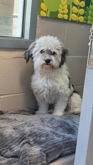 Photo of Ursula, adoptable Maltese mix in San José, California