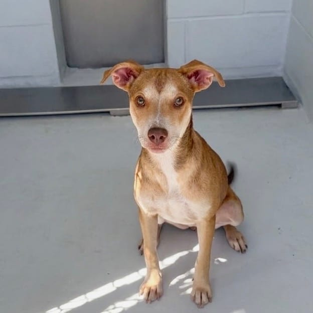 Photo of Cuppa Tea aka Sienna 26-07-152, adoptable Mixed Breed (Medium) in Bastrop, Texas