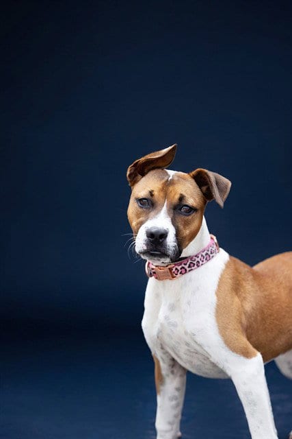 Photo of Zaya, adoptable Terrier in Belleville, Illinois