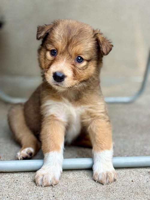 Photo of Chickadee, adoptable Australian Cattle Dog/Blue Heeler in Paso Robles, California