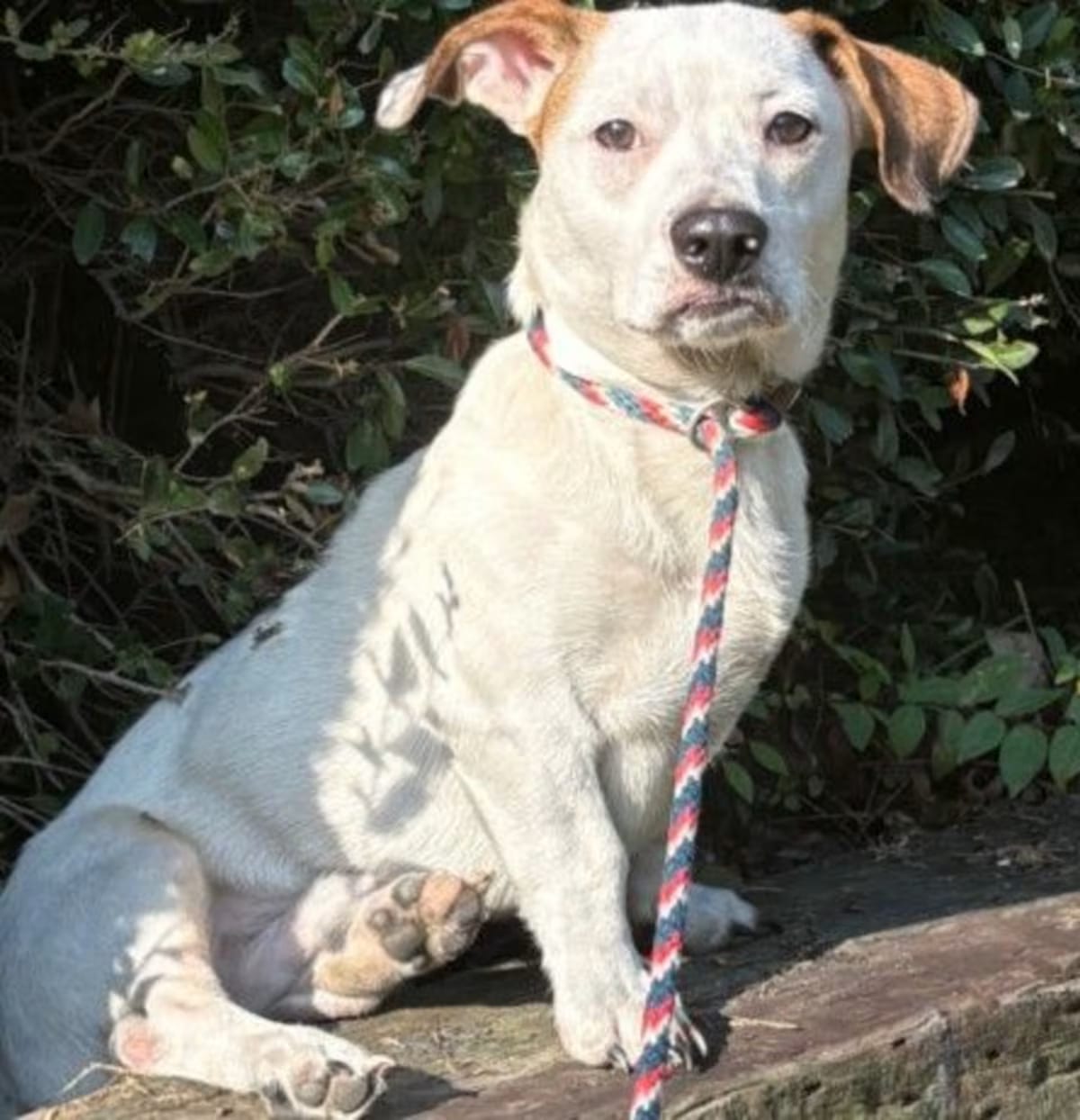 Photo of Toby Keith, adoptable Basset Hound in Salem, Massachusetts