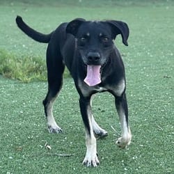 Photo of Pluto 3092, adoptable Hound (Unknown Type) Mixed Breed (Medium) in Loxahatchee, Florida