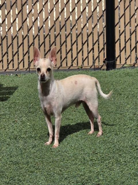 Photo of Fiesty, adoptable Chihuahua in Norco, California
