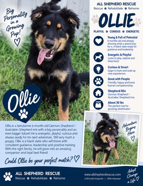 Photo of Ollie, adoptable German Shepherd Dog in Baltimore, Maryland