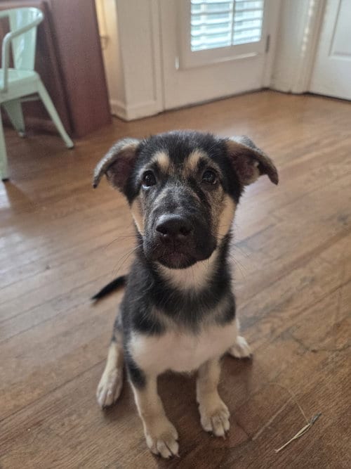 Photo of Bonnie, adoptable German Shepherd Dog in La Grange, North Carolina