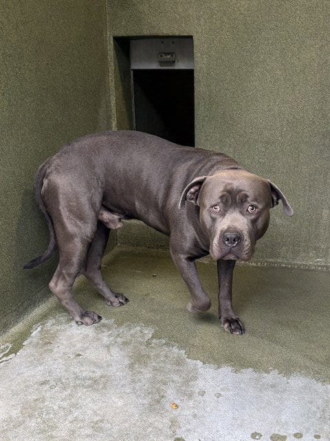 Photo of Beasley, adoptable Cane Corso Mastiff in Castaic, California