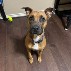 Photo of Auburn RW, adoptable Boxer Mixed Breed (Medium) in Hartford, Connecticut