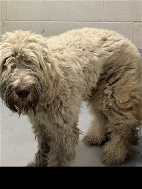 Photo of Falkor, adoptable Poodle (Standard) in Augusta, Georgia