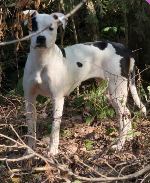 Photo of Jade, adoptable Boxer in Harrison, Arkansas