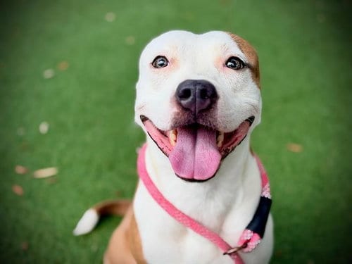 Photo of Snuggles, adoptable Pit Bull Terrier in Orlando, Florida