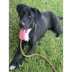 Photo of Aqua, adoptable Labrador Retriever in Texas City, Texas