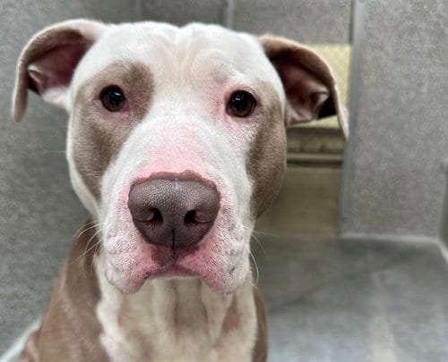 Photo of Humphrey, adoptable Pit Bull Terrier in Santa Rosa, California