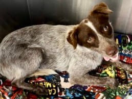 Photo of Amity, adoptable dog in Georgetown, Texas