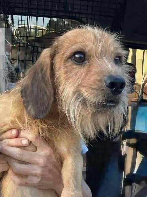 Photo of Benji (AL), adoptable Terrier in New York, New York