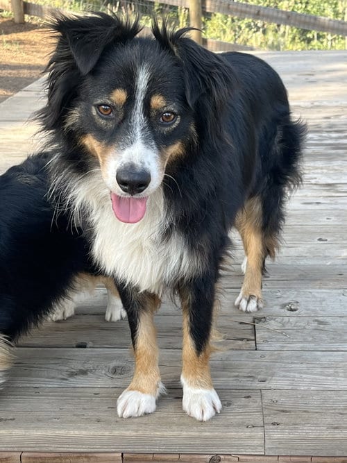 Photo of Chevy, adoptable Australian Shepherd in Denver, Colorado