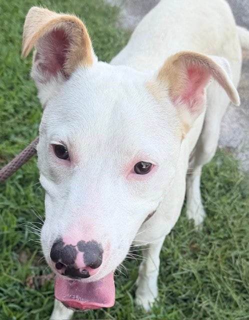 Photo of Cobweb, adoptable Retriever in Carrollton, Georgia
