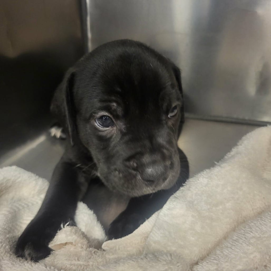 Photo of Sharpie, adoptable Pei, Shar / Hound in Martinsville, Virginia